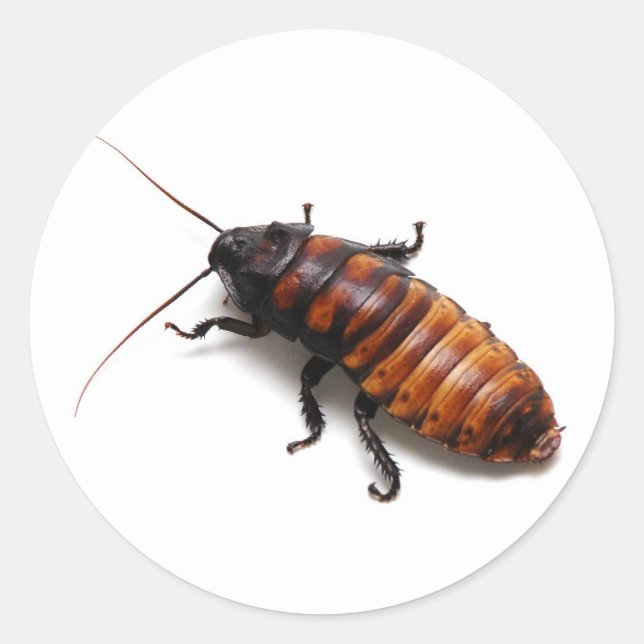 Cockroach Classic Round Sticker (Front)