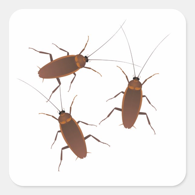 Cockroach Insect Square Sticker (Front)