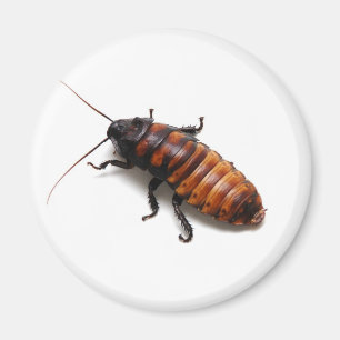 Cockroach Magnet