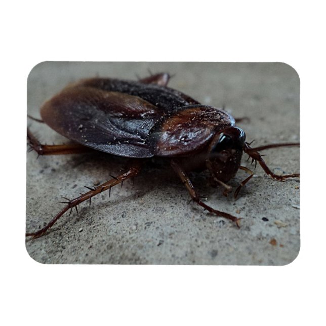 Cockroach Magnet (Horizontal)