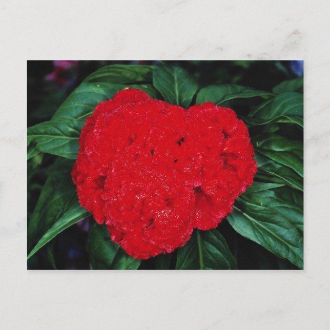 Cockscomb, East Indies flowers Postcard (Front)