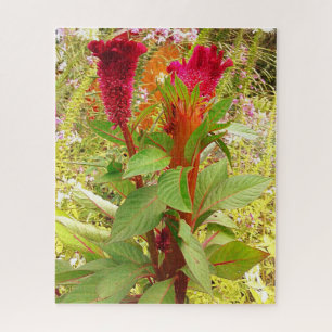 COCKSCOMB FLOWER   JIGSAW PUZZLE