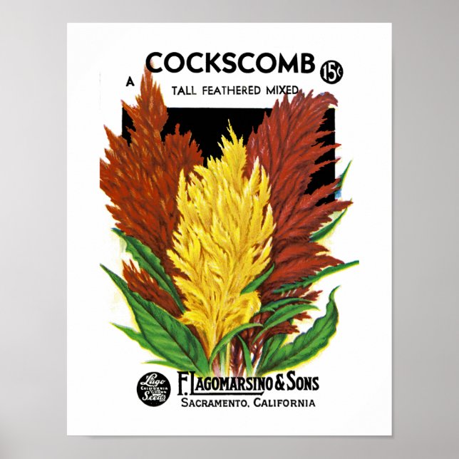 Cockscomb Poster (Front)
