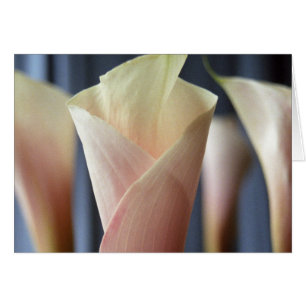 Cocktail Party White Calla Lily Greeting Cards