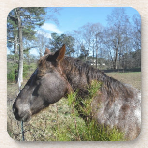 Coco and Cream Coloured Horse Coaster