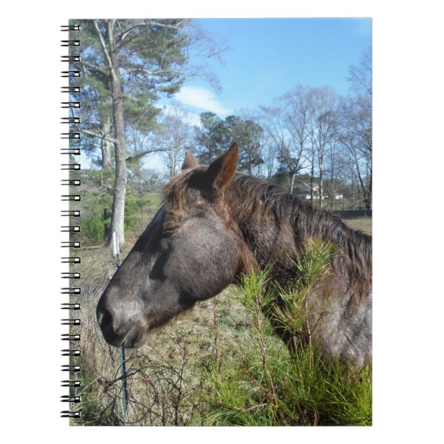 Coco and Cream Coloured Horse Spiral Notebook (Front)