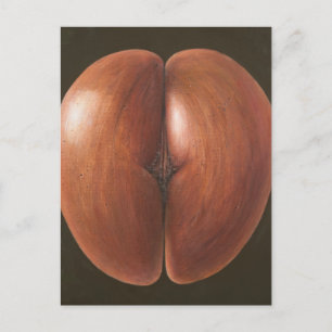 Coco de Mer Maldives 2012 Postcard