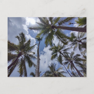 COCO PALMS #2 Postcard