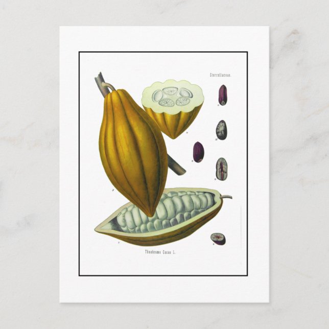Cocoa bean vintage illustration card (Front)