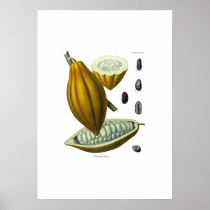 Cocoa bean vintage illustration print