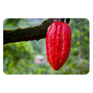 cocoa pod red magnet