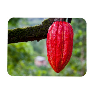 cocoa pod red magnet