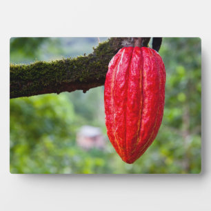 cocoa pod red plaque