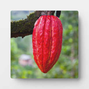 cocoa pod red plaque