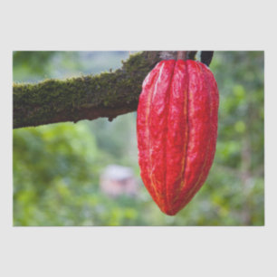 cocoa pod red tissue paper