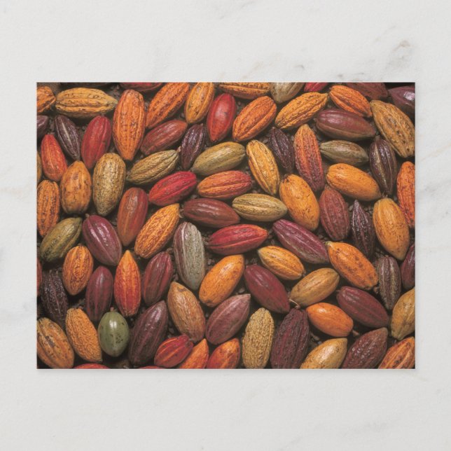 Cocoa pods postcard (Front)