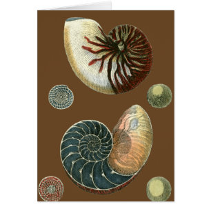 Cocoa Shell