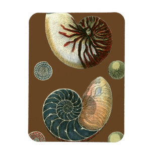 Cocoa Shell Magnet
