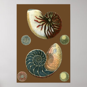 Cocoa Shell Poster