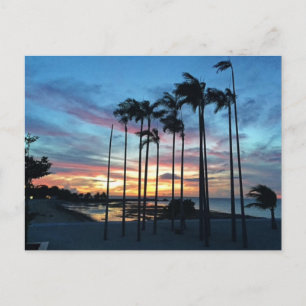 Coconut at the Beach Postcard