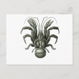 Coconut Crab Postcard