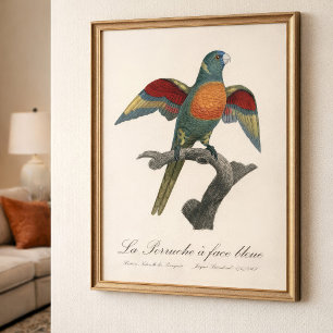 Coconut Lorikeet, Trichoglossus haematodus Photo Print