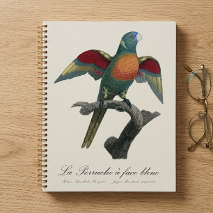 Coconut Lorikeet, Trichoglossus haematodus Planner