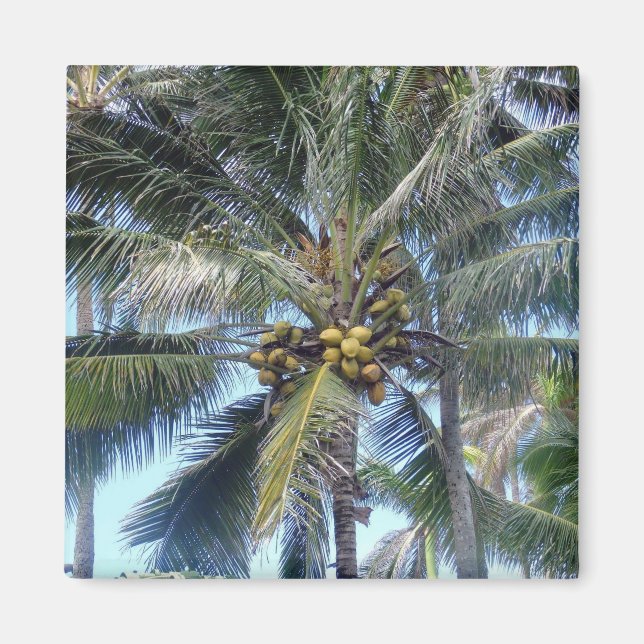 Coconut Palm Oahu Magnet (Front)