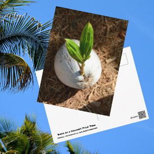 Coconut Palm Postcard