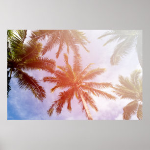 Coconut Palm Tree with Sunlight Poster