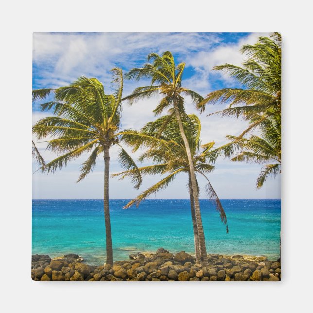 Coconut palm trees (Cocos nucifera) swaying in Magnet (Front)