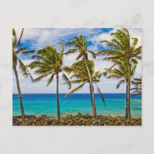 Coconut palm trees (Cocos nucifera) swaying in Postcard