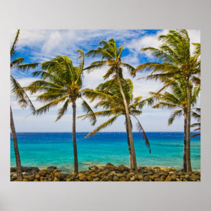 Coconut palm trees (Cocos nucifera) swaying in Poster