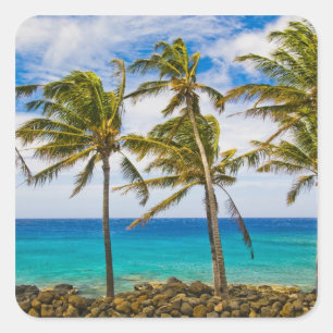 Coconut palm trees (Cocos nucifera) swaying in Square Sticker