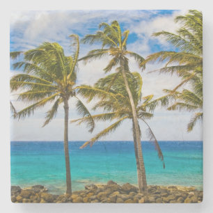 Coconut palm trees (Cocos nucifera) swaying in Stone Coaster