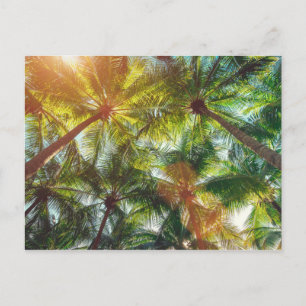Coconut Palm trees on the Beach Postcard