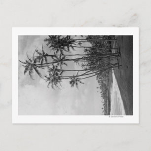 Coconut Palms - Hawaiian Islands Photograph Postcard