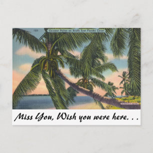 Coconut Palms on South East Florida Coast Postcard