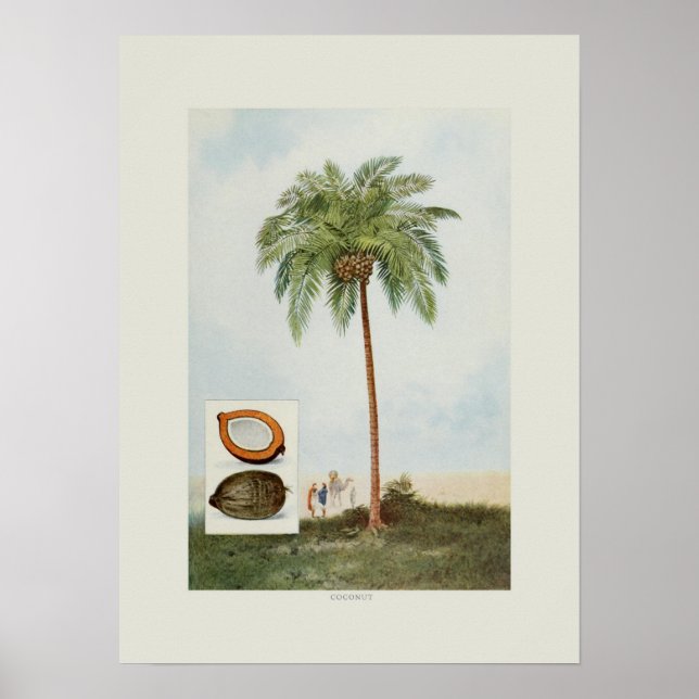 Coconut Poster (Front)