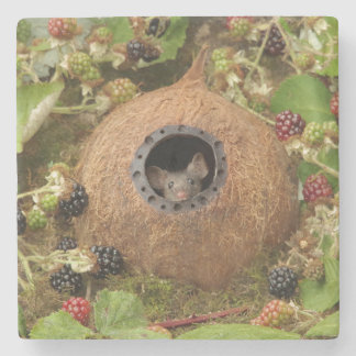 Coconut shell mouse house stone coaster
