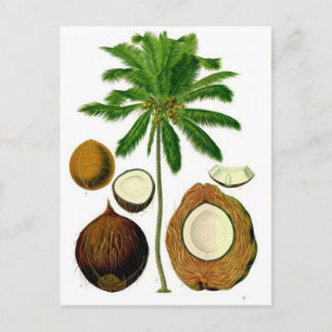Coconut Tree Botanical Illustration Postcard