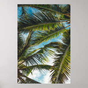 Coconut tree leaves under blue sky in the morning poster