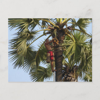 Coconut Tree Postcard
