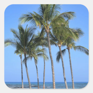 Coconut Trees Square Sticker