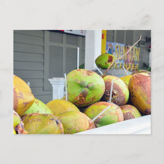 Coconut Water Key West FL Coconuts Postcard (Front)