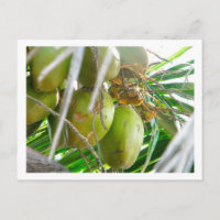 Coconuts on Palmtree