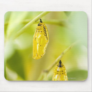 Cocoon of Paper Kite Butterfly, Okinawa Mouse Pad