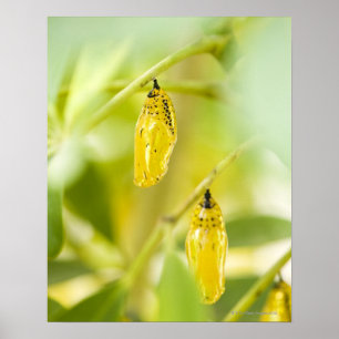 Cocoon of Paper Kite Butterfly, Okinawa Poster
