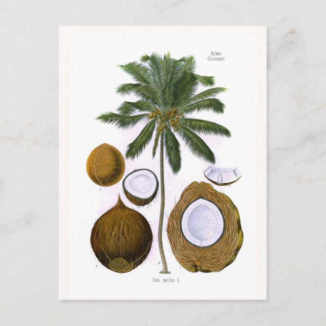 Cocos nucifera (coconut palm) postcard (Front)