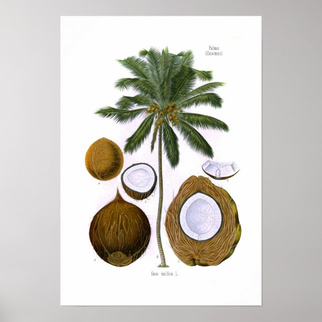 Cocos nucifera (coconut palm) poster (Front)
